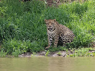 Ataque de onça no Pantanal reforça fiscalização contra prática ilegal de alimentar animais silvestre