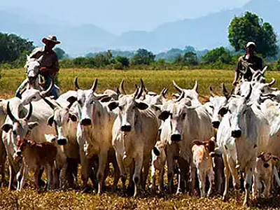 Após anos de queda, Mato Grosso do Sul celebra crescimento no rebanho bovino