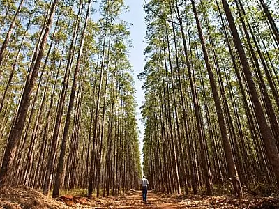 Investimento bilionário potencializa setor florestal em Mato Grosso do Sul
