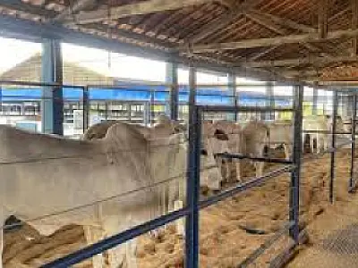 Expogenética 2024: Mato Grosso do Sul em destaque no melhoramento genético do Nelore
