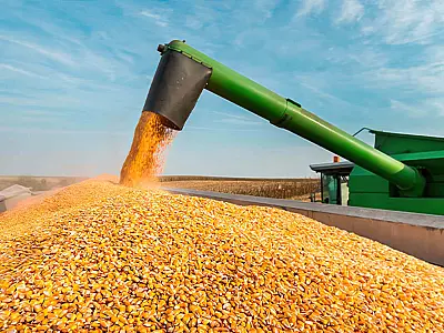 Mato Grosso do Sul atinge recorde histórico na produção de milho, com alta de 68,2% nesta safra