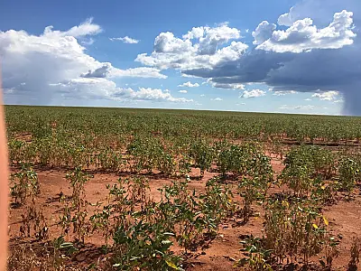 Estiagem severa ameaça safra de soja em MS, com perdas bilionárias no campo