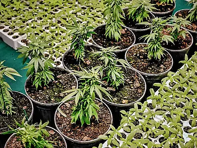 STF retoma julgamento da descriminalização da maconha na próxima quinta-feira (17)