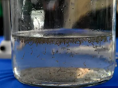 Bioparque Pantanal promove "Dia D" de combate à dengue em parceria com a SES
