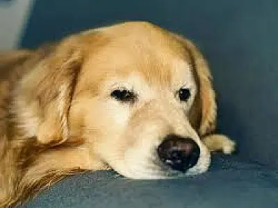 Governo e linhas aéreas aceleram mudanças nas normas de transporte de pets após morte do cão Joca