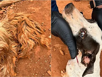 Tutora de 31 anos é presa por maus-tratos a cães em Campo Grande