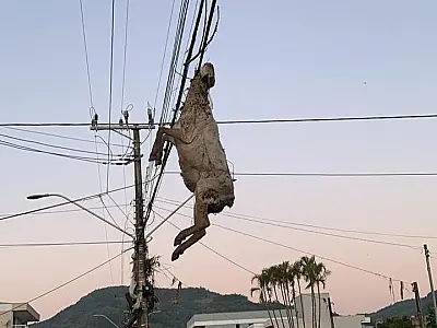 Ciclone no RS: ovelha fica pendurada na fiação elétrica