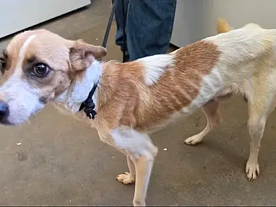 Homem é preso por maus-tratos a cães mantidos sem água e comida