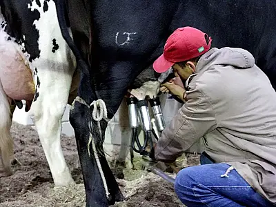 Pequenos produtores da cadeia leiteira  perdem espaço no abastecimento nacional