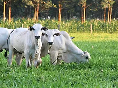 Integração lavoura-pecuária impulsiona produção de soja em MS