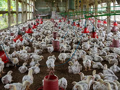 Especialistas alertam: gripe aviária pode desencadear pandemia mais severa que a Covid-19