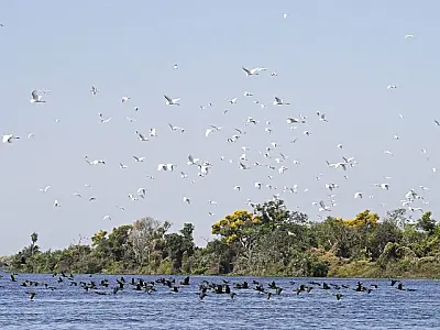 MS se antecipa com medidas para proteger o Pantanal em 2024