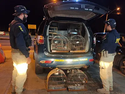 Aves em extinção são resgatadas de esquema de tráfico na BR-163

