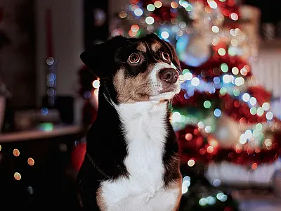 Ceia de Natal: pets podem aproveitar a festa de forma segura?