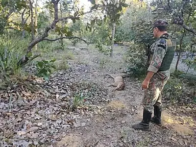 Capatazes na mira da Justiça por abate de onças-pardas