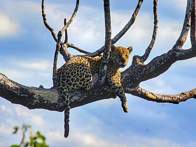 Iniciativas do Pantanal ganham destaque em evento nacional de conservação ambiental