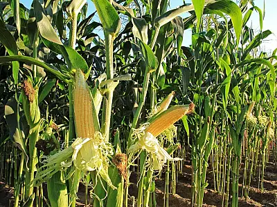 Mercado de milho nacional prevê semana de negociações lentas