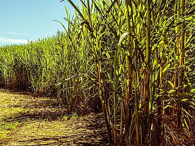 Safra recorde impulsiona setor de cana-de-açúcar em Mato Grosso do Sul