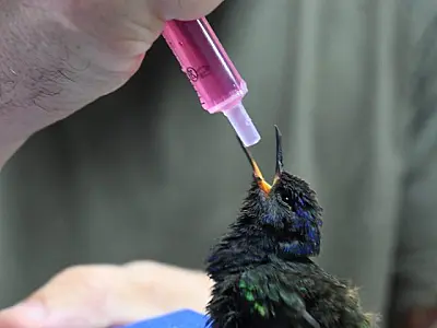 PMA resgata aves silvestres mantidas em cativeiro e aplica R$ 9,5 mil em multas 
