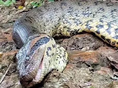 Perícia de MS conclui que Sucuri Ana Júlia morreu de causas naturais em Bonito