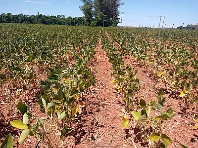 Produtores reduzem contratação de seguro rural em MS, apesar da seca