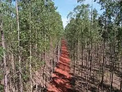 Crescimento da indústria de celulose impulsiona desenvolvimento e geração de empregos em CG