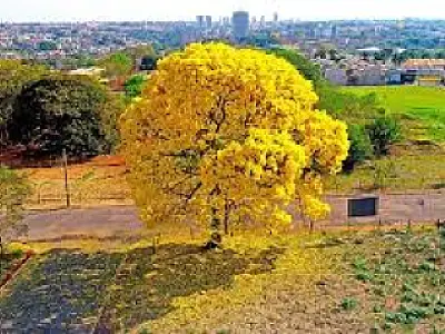 Primavera promete altas temperaturas e chuvas em Mato Grosso do Sul