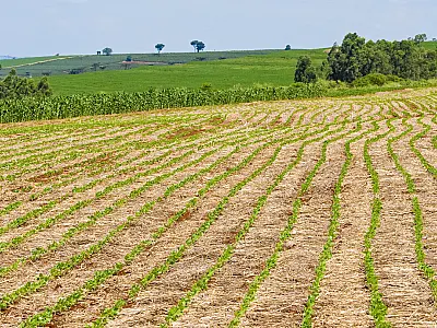 Brasil avança na certificação da soja baixo carbono para sustentabilidade agrícola