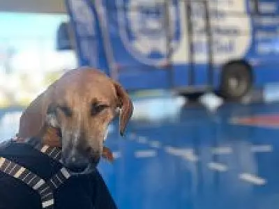Caravana da Castração realiza mais de 1.000 cirurgias em MS e avança para nove cidades