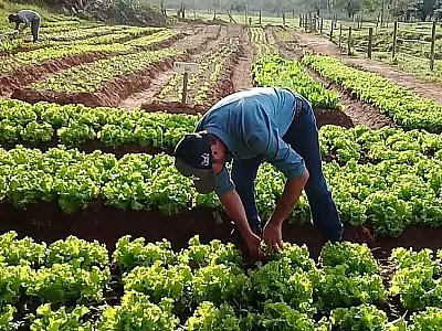 Agricultura familiar ganha incentivo com aprovação de projeto pelo Senado