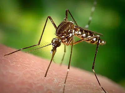 Surto de Chikungunya em Mato Grosso do Sul: Casos quintuplicam em 2025