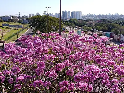 MS lança planos estratégicos para impulsionar turismo no Campo Grande dos Ipês e Vale das Águas
