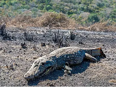 Tentativa desesperada de fuga, animais são carbonizados em meio à destruição ambiental no Pantanal