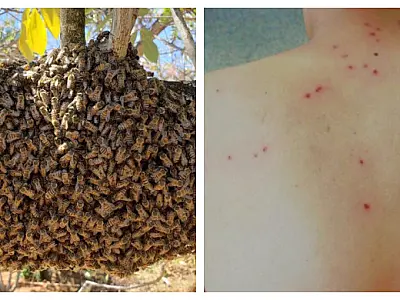 Trabalhador morre após ataque de abelhas em Sidrolândia