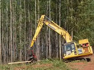 Celulose avança e soja perde espaço nas exportações de Mato Grosso do Sul