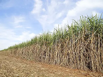 Governo de MS e setor sucroalcooleiro discutem estratégias para qualificação de mão de obra