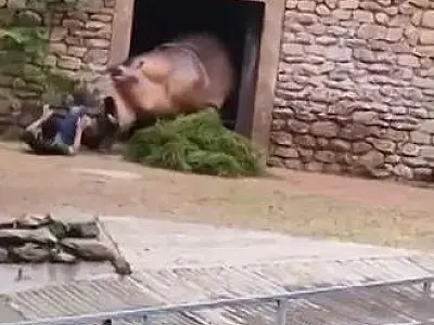 Tratador escapa ileso após ataque de hipopótamo em zoológico chinês