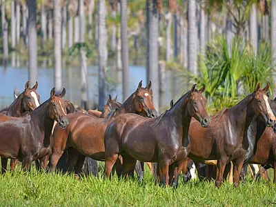 Setor equino em alerta: Associação contesta propostas de nova regulação na reprodução de cavalos