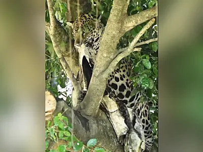 Onça-pintada surpreende ao subir em árvore com carcaça de jacaré