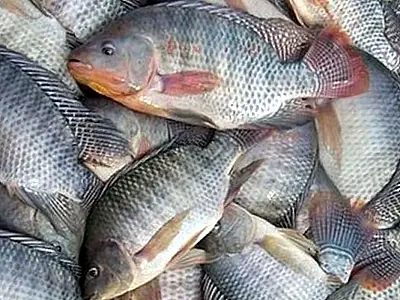 Tilápia é classificada como espécie invasora no Brasil enquanto JBS importa peixe do Vietnã com aval
