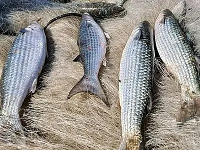 Pesca de tainha na modalidade arrasto de praia está suspensa