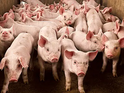 MS lidera abate de suínos em 7,54% em 2023; expansão na produção impulsiona consumo e exportações