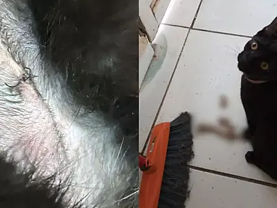 Clínica veterinária em Campo Grande é alvo de denúncias por negligência e desaparecimento de animais