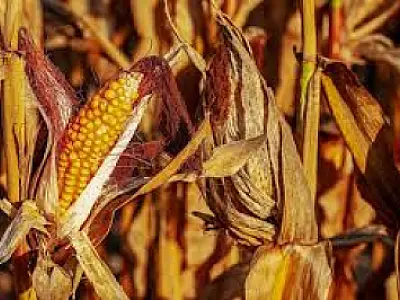 Quebra na safra de milho em Mato Grosso do Sul gera prejuízo