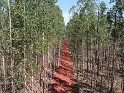 Expansão do setor florestal em Mato Grosso do Sul: benefícios para comunidades locais