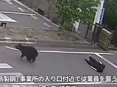 Urso é capturado após três dias de buscas e provoca fechamento de 94 escolas no Japão