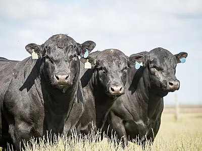 Fazendeiro registra roubo de 228 cabeças de gado Angus