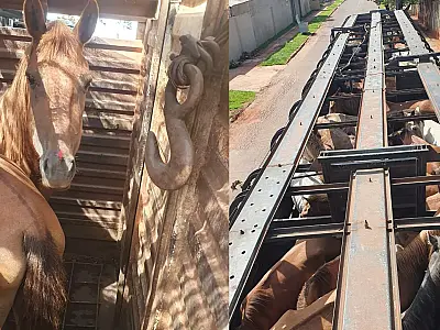 Resgate de 73 cavalos e muares revela condições precárias e maus-tratos na fronteira de MS