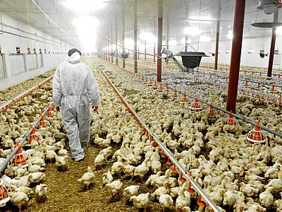 Investimento de R$ 66 milhões coloca Mundo Novo no mapa da avicultura estadual