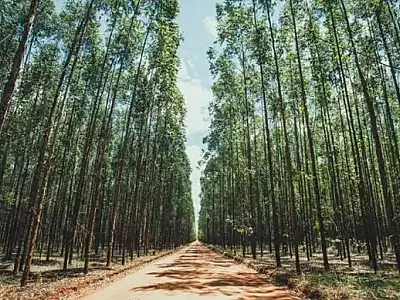 Governo amplia regras de controle sanitário para o cultivo de eucalipto em MS